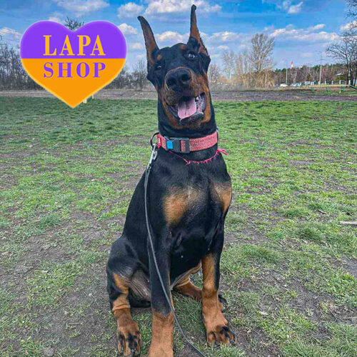 Lora Queen – черная девочка породы доберман