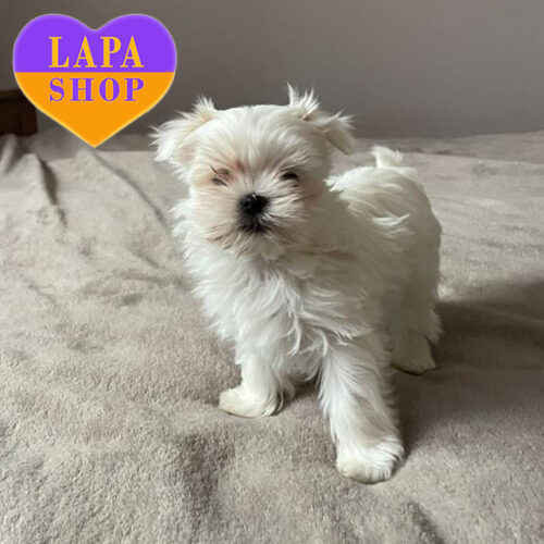 Білосніжна красуня породи мальтійська болонка