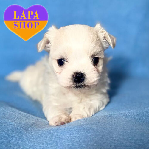 Adorable White Boy of the Maltese Breed
