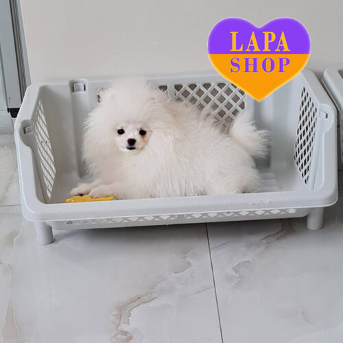 Marseilles — Elegant Boy of Pomeranian Spitz Breed with White Color