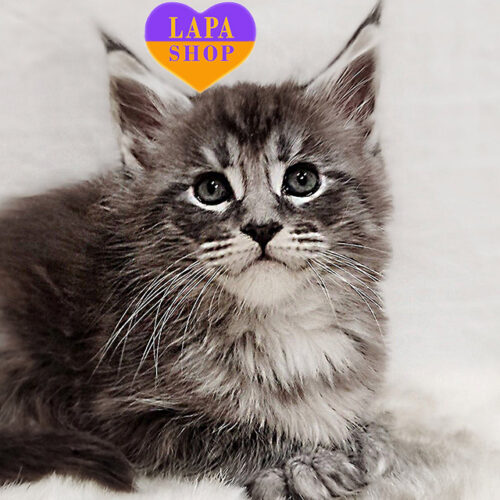 Хлопчик породи мейн-кун Марсель — шарм і велич в єдиному образі