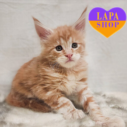 Маршал — милий хопчик породи мейн-кун