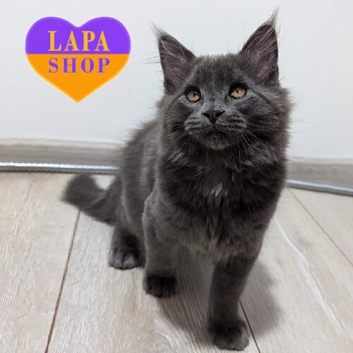 Чарівне кошеня породи мейн-кун в розкішній блакитній шубці Агат