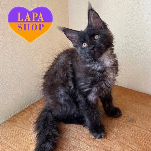 Грациозная кошечка породы мейн-кун в черной дымной шубке Amanda