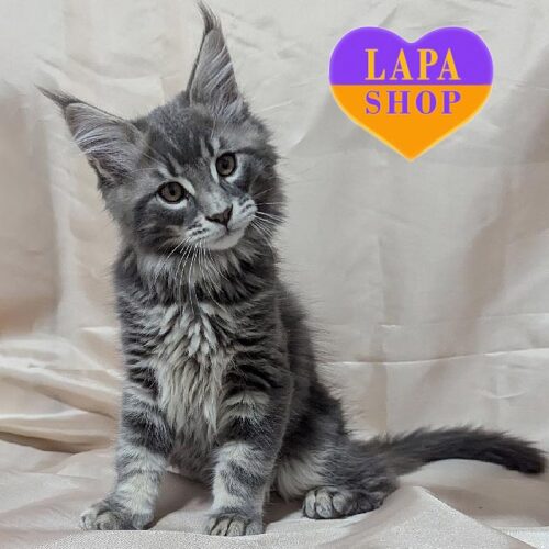 Амулет — елегантний красунчик породи мейн-кун мармурово-блакитного забарвлення