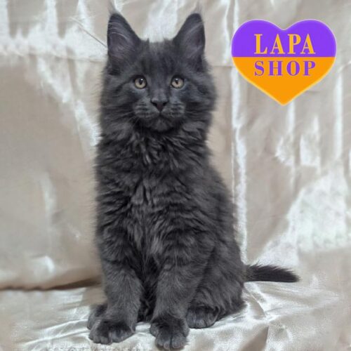 Амур — розкішне кошеня породи мейн-кун в оксамитовій блакитній шубці