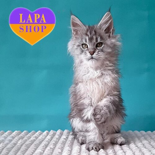 Handsome Maine Coon Kitten in a Silver Fur Coat Roberto Carlos