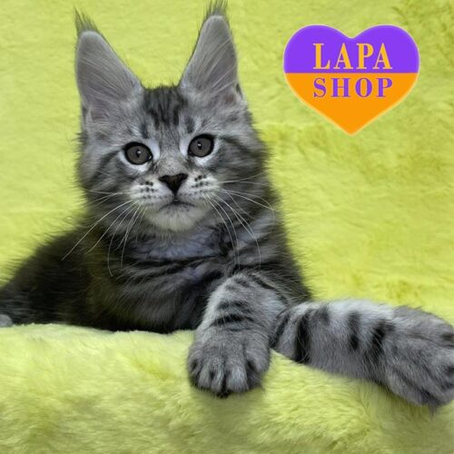 Милый котенок породы мейн-кун Daddy