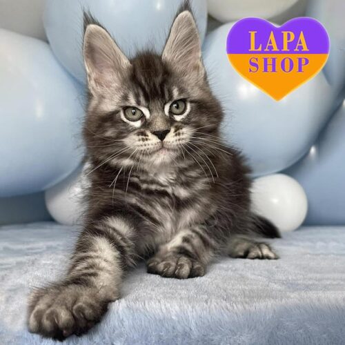 Darwin — красавчик породы мейн-кун в серебристо-мраморной шубке