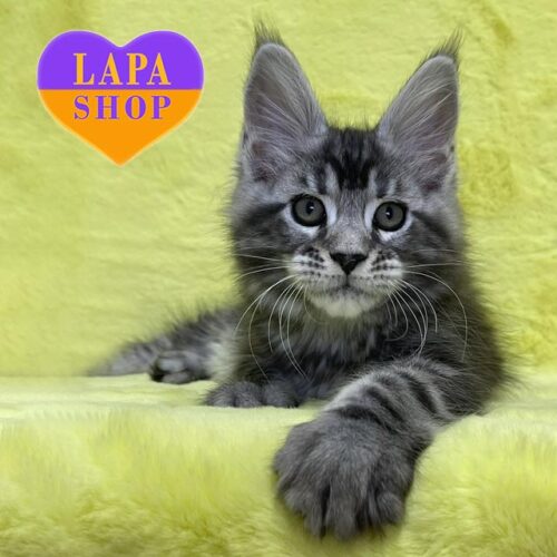 Очаровательный котенок породы мейн-кун с изысканным черным серебристо-мраморным окрасом Dexter