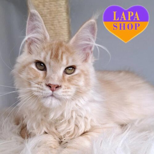 Dolce Vita — чарівна кішечка породи мейн-кун ніжного забарвлення