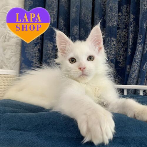 Fargo is a Charming Maine Coon Kitten in a Snow-white Fur Coat
