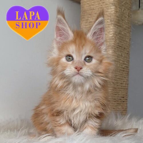 Exquisite Maine Coon Kitty Filadelfia — For Breeding