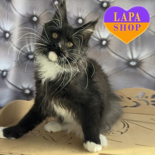 Неймовірно гарна та ніжна кішечка породи мейн-кун Fiona — ваша майбутня улюблениця