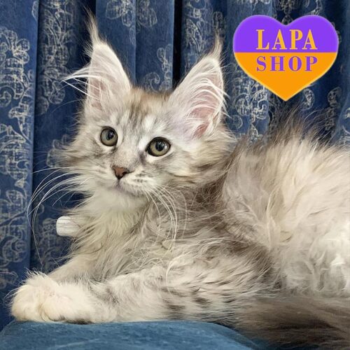 Мила кішечка породи мейн-кун в розкішній сріблясто-мармуровій шубці Fontana