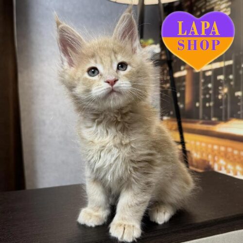 Forest — очаровательный котенок породы мейн-кун с роскошным кремово-серебристым мраморным окрасом