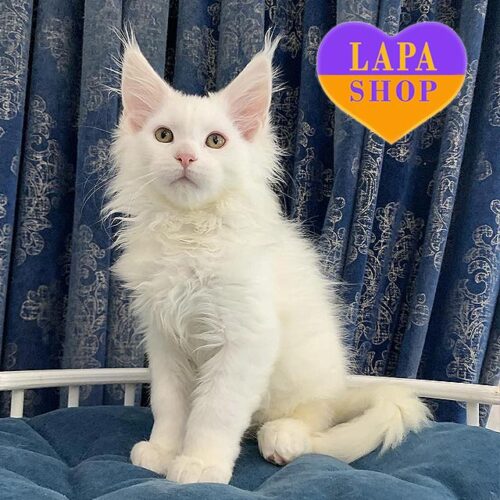 Handsome Snow-White Maine Coon With Charming Yellow Eyes Frem
