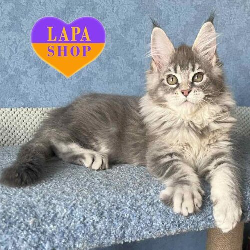 Jazz is a Charming Maine Coon in a Rare Blue Silver Color