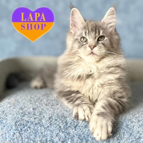 Jewel — красавица породы мейн-кун с элегантным голубо-серебристым мраморным окрасом