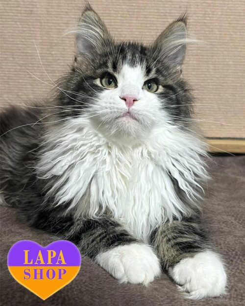 мармуровий мейн-кун