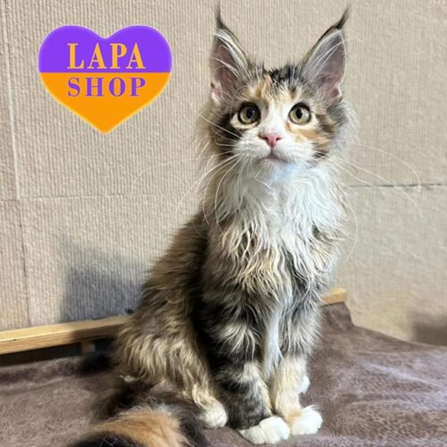 Lisa — красавица породы мейн-кун с эффектным черепахово-мраморным окрасом