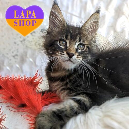 Мarshal — величественный и любознательный красавчик породы мейн-кун в роскошной мраморной шубке