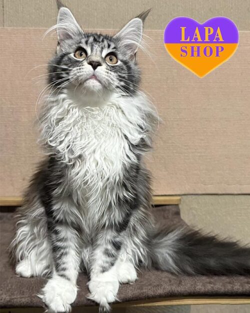 Очаровательная кошечка мейн-кун с удивительной дымным мраморным окрасом Mirabel