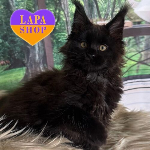 Mirabella — витончена кішечка породи мейн-кун з насиченим чорним забарвленням і шовковистою шерстю