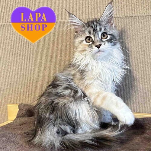 Mirel is a Graceful Maine Coon Kitty in a Delicate Color