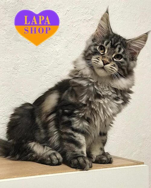 Rebecca is a Graceful Maine Coon Kitty in a Marble Fur Coat