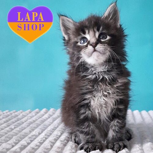 Миле кошеня породи мейн-кун Сильвестр