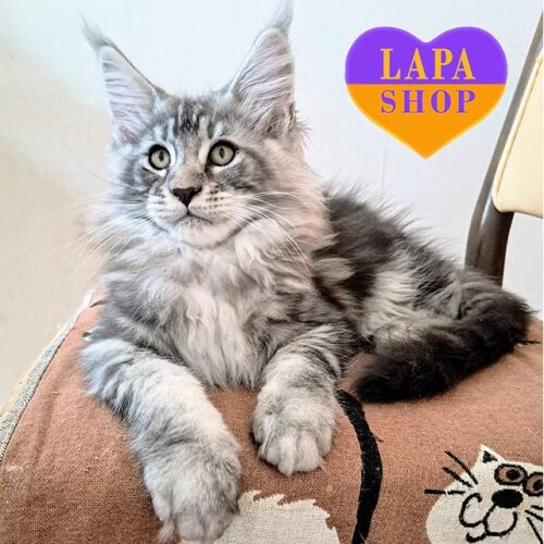 Елегантне кошеня породи мейн-кун із вишуканим сріблясто-мармуровим забарвленням Урмас