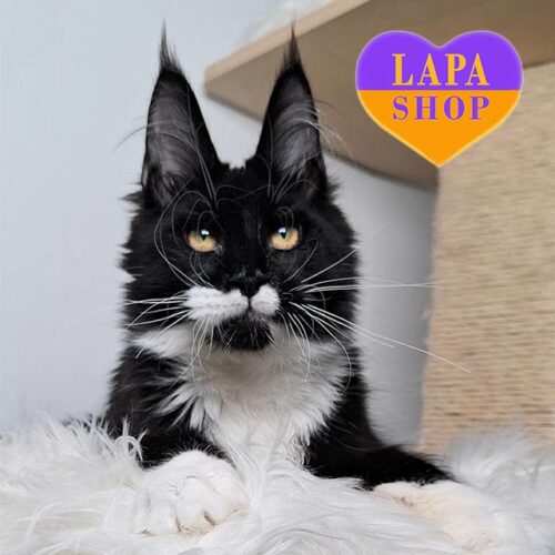 Luxurious Maine Coon in a Expressive Black and White Color Vegas — He is Your Future Favorite