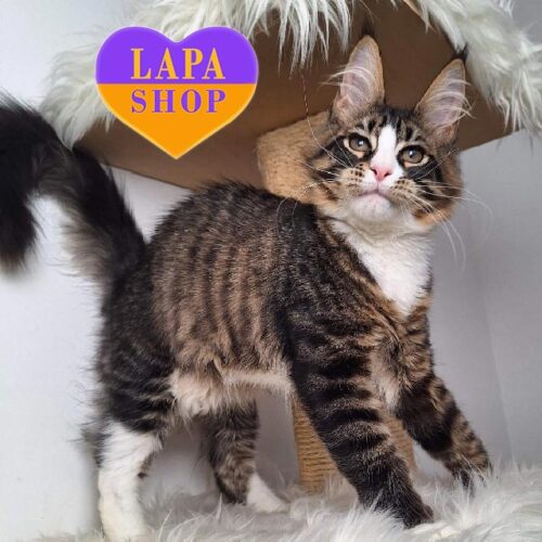 Handsome Maine Coon With a Bright Appearance Viking