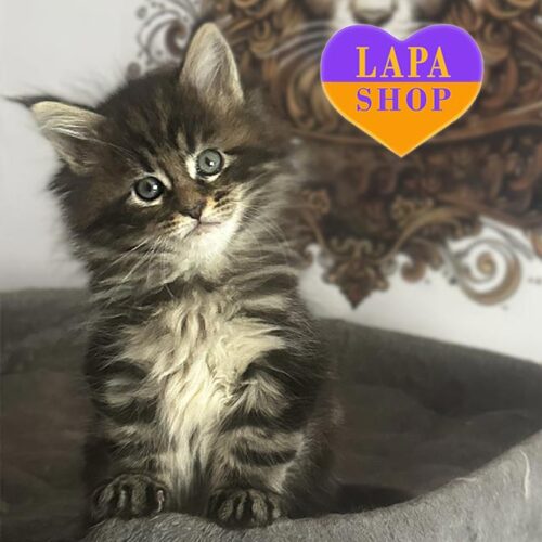 Volt — милый котенок породы мейн-кун в роскошной мраморной шубке