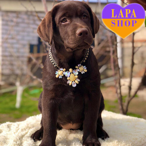 Michael is a Beautiful Labrador Retriever Girl