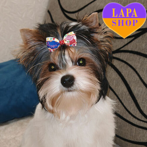 Nadine — девочка породы бивер йоркширский терьер