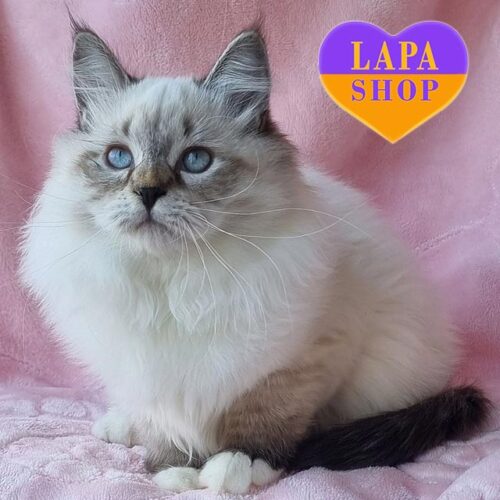 Kiara — невероятная невская маскарадная красотка в роскошной шубке