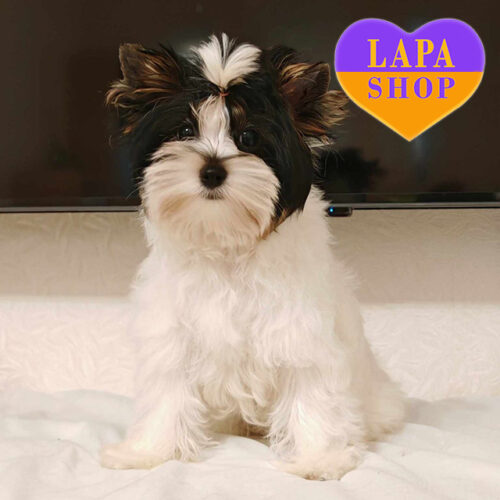 Nicholas — Charming Handsome Biewer Yorkshire Terrier