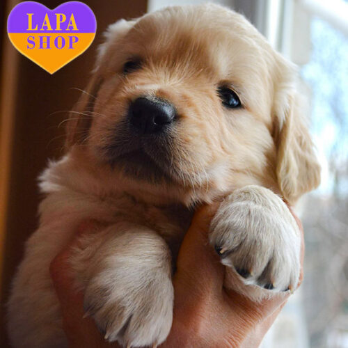 Noel — Cute Golden Retriever Boy of Light Red Color