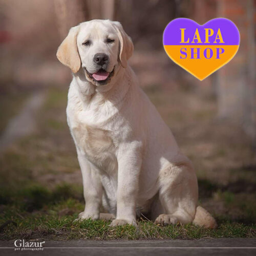 Nyx — мила дівчинка породи лабрадор-ретривер