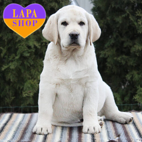 Off Limits – элегантный мальчик породы лабрадор-ретривер