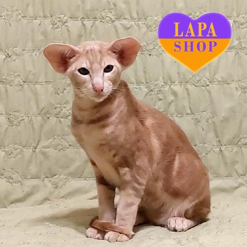 Елегантний орієнтал ніжного кремово-мармурового забарвлення Xantus