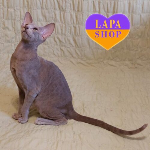 Xavier — роскошный ориентал с неповторимым лиловым окрасом