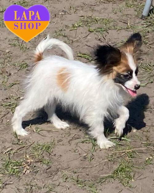 папільон рудого забарвлення