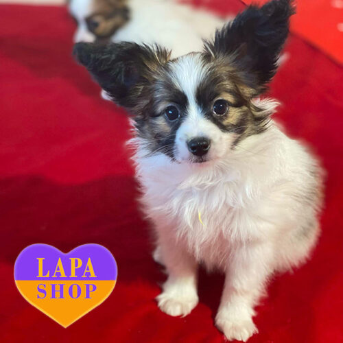 Charming Boy of the Papillon Breed is Waiting for His Family