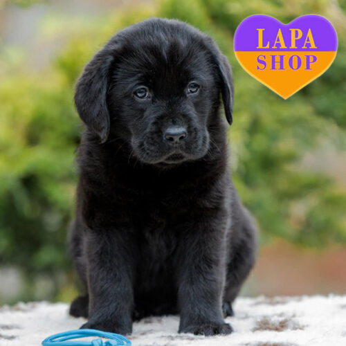 Parabis — милий хлопчик породи лабрадор-ретривер чорного забарвлення