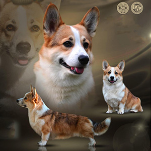 Evan Vero Corde — милий хлопчик породи вельш коргі пемброк parents 14