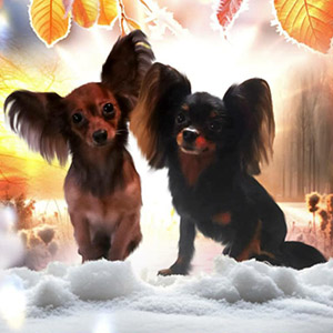 Милий красунчик породи російський той тер'єр довгошерстий parents 3