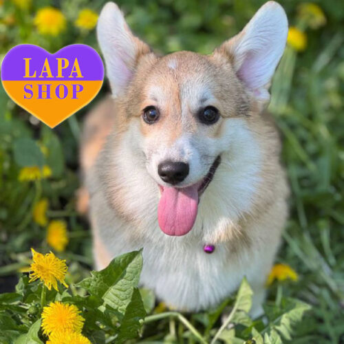 Пегги — нежная и спокойная девочка породы вельш корги пемброк